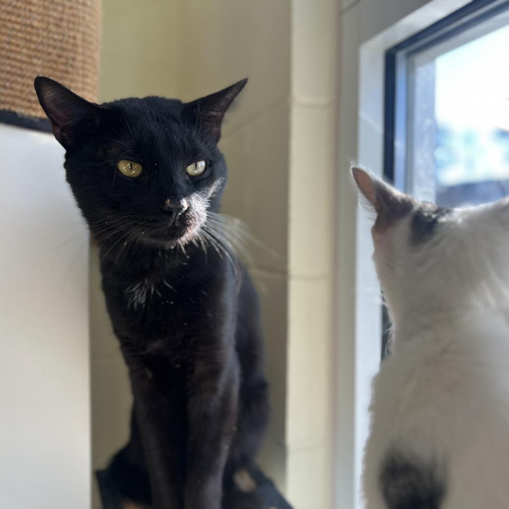 Charles, Adoptable, Adult Male Domestic Short Hair.