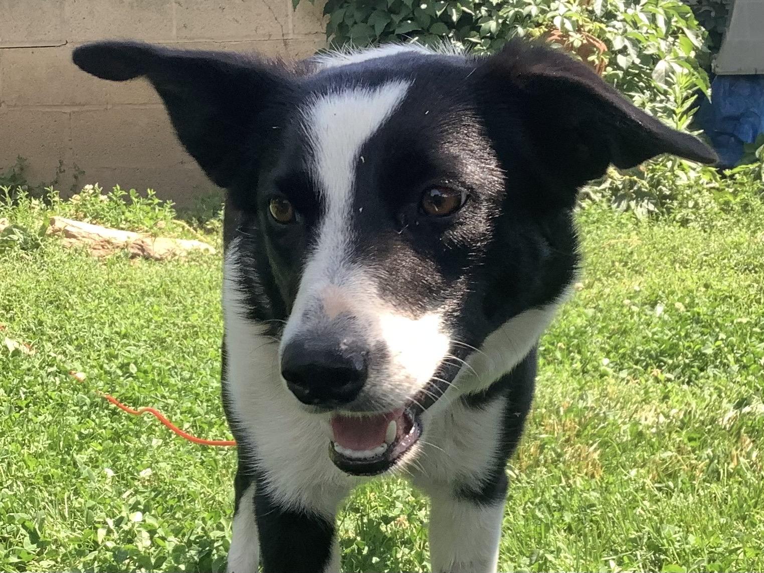 Enlarge Pinky, a ADOPTABLE Border Collie in Farmville, VA image 2/4