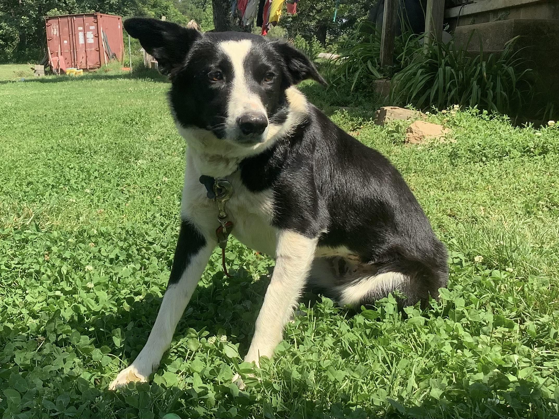 Enlarge Pinky, a ADOPTABLE Border Collie in Farmville, VA image 3/4