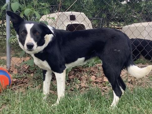 Enlarge Pinky, a ADOPTABLE Border Collie in Farmville, VA image 1/4