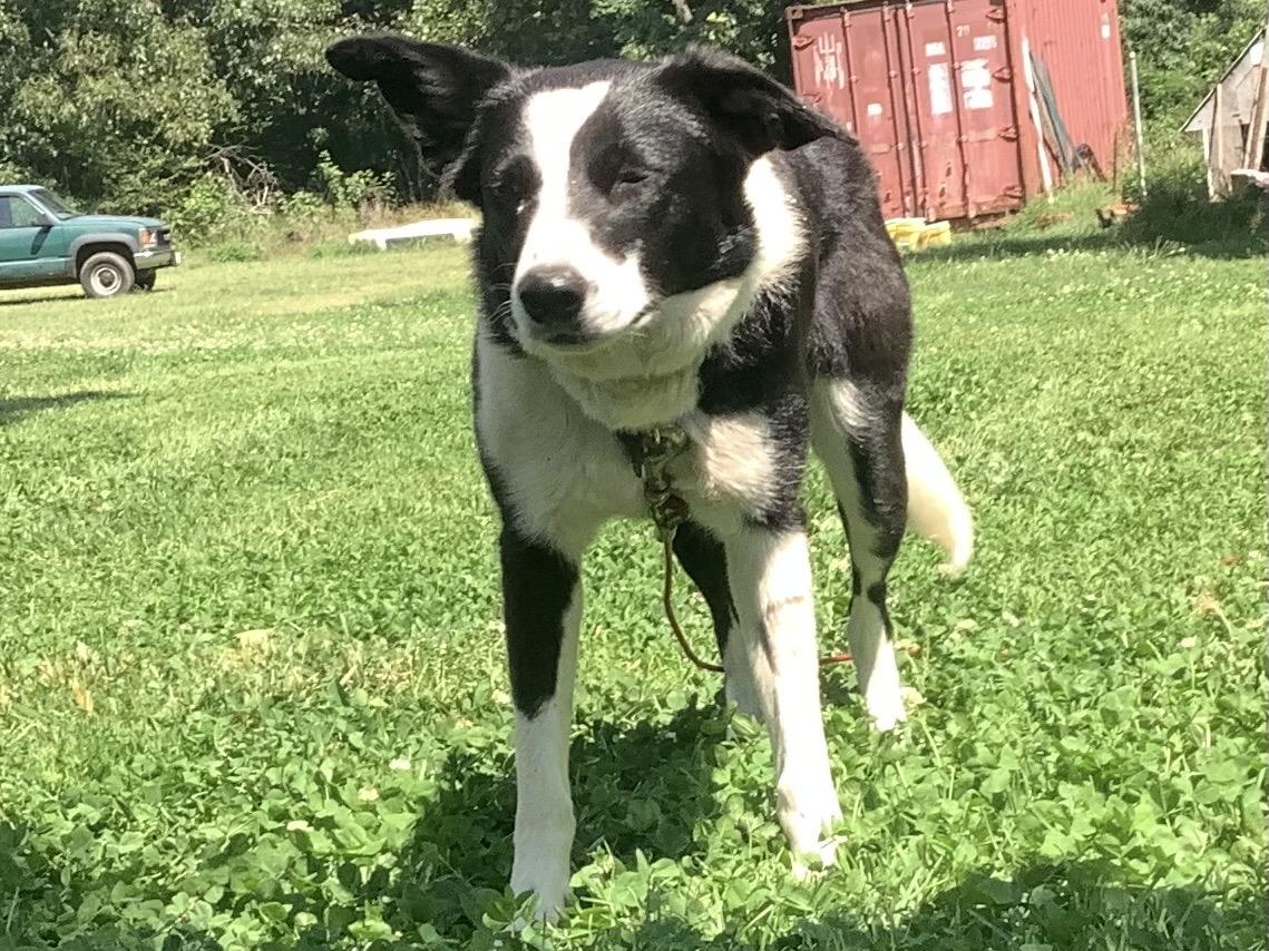 Enlarge Pinky, a ADOPTABLE Border Collie in Farmville, VA image 4/4