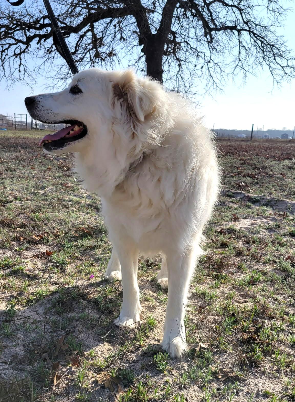 Missy Millie SAT, Adoptable, Adult Female Great Pyrenees.