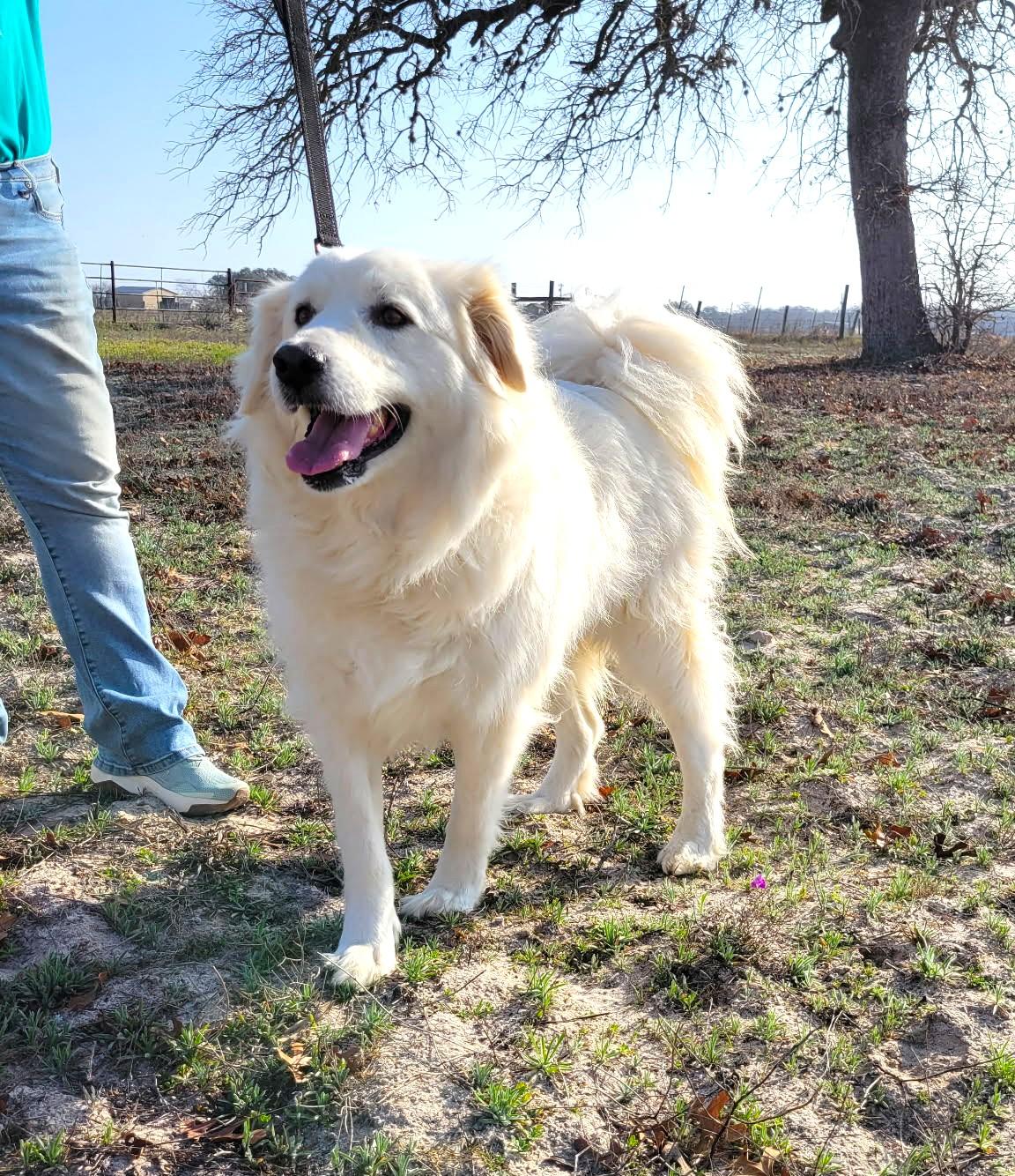 Enlarge Missy Millie SAT, a Adoptable Great Pyrenees in Quinlan, TX image 2/6