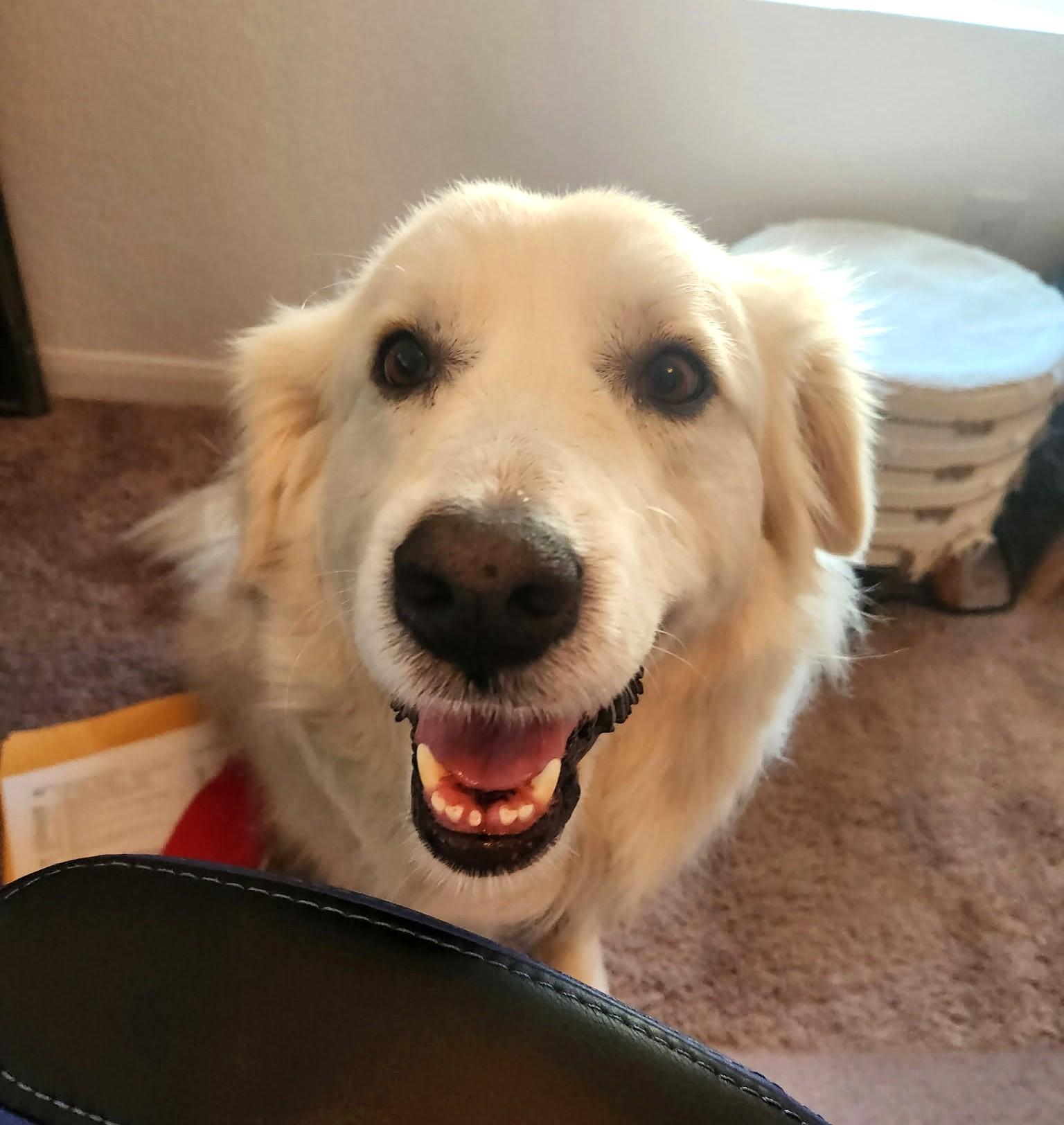 Enlarge Missy Millie SAT, a Adoptable Great Pyrenees in Quinlan, TX image 3/6