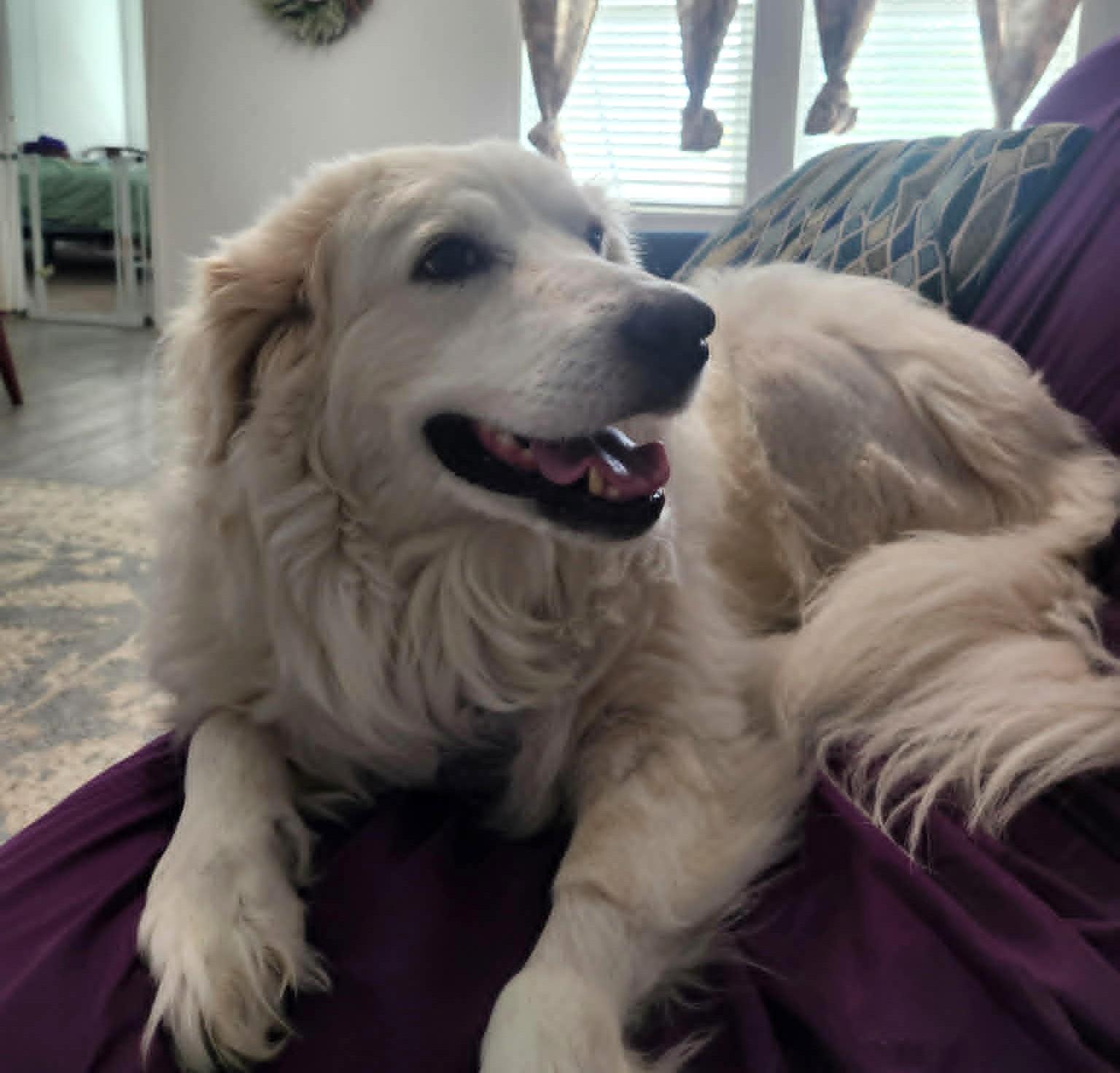 Missy Millie SAT, a Adoptable Great Pyrenees in Quinlan, TX image 3/6