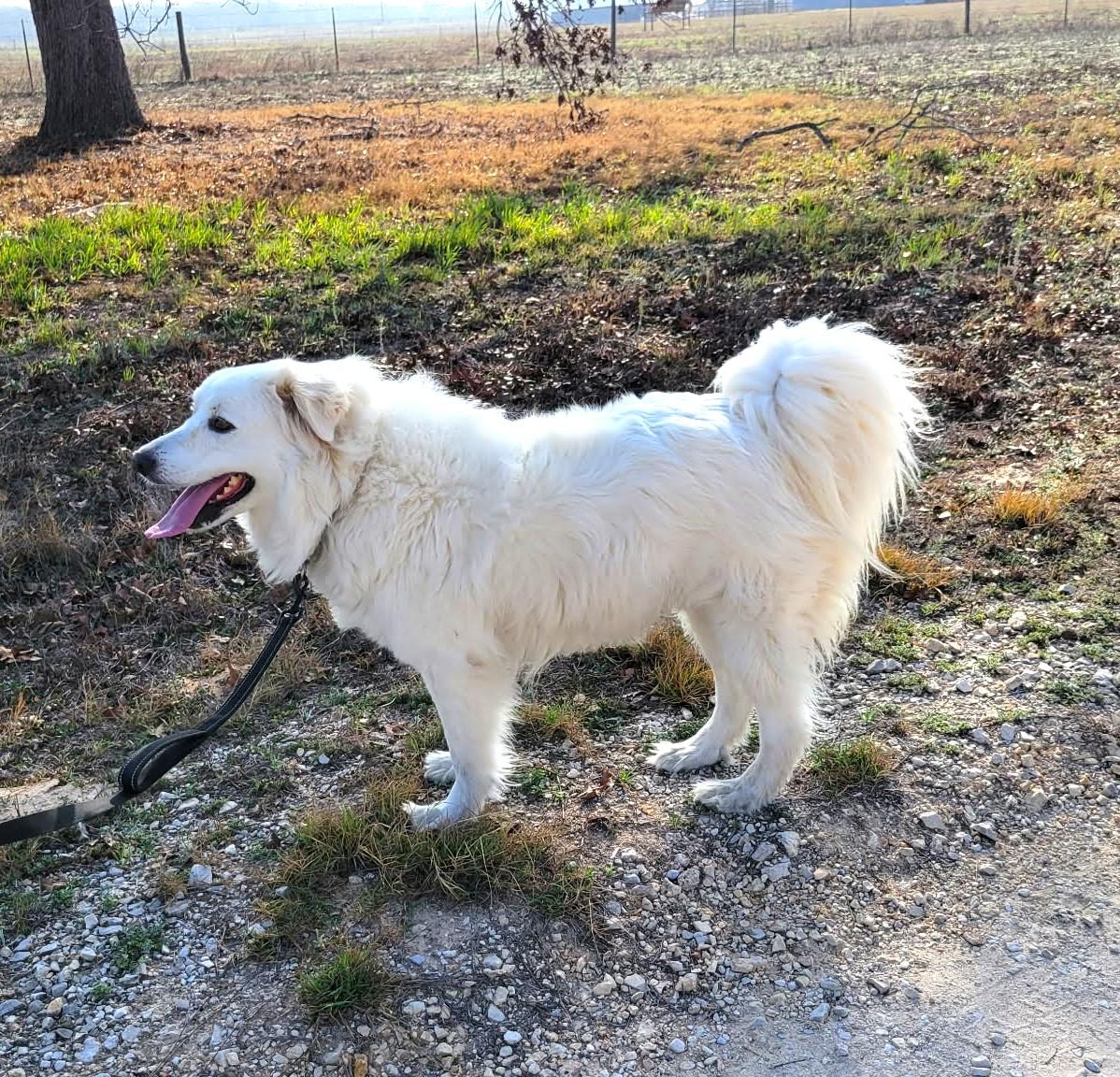 Enlarge Missy Millie SAT, a Adoptable Great Pyrenees in Quinlan, TX image 4/6