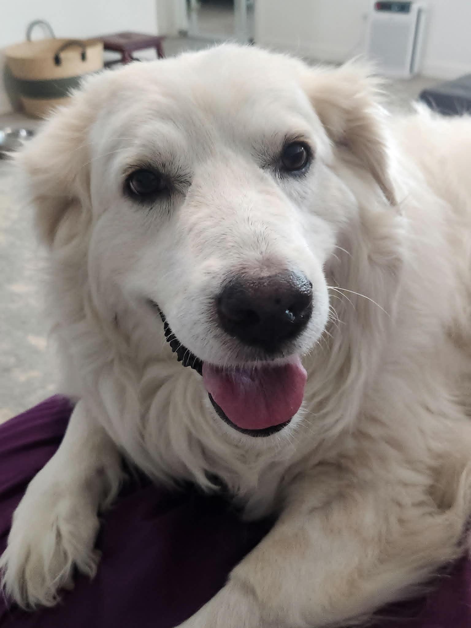 Missy Millie SAT, a Adoptable Great Pyrenees in Quinlan, TX image 5/6