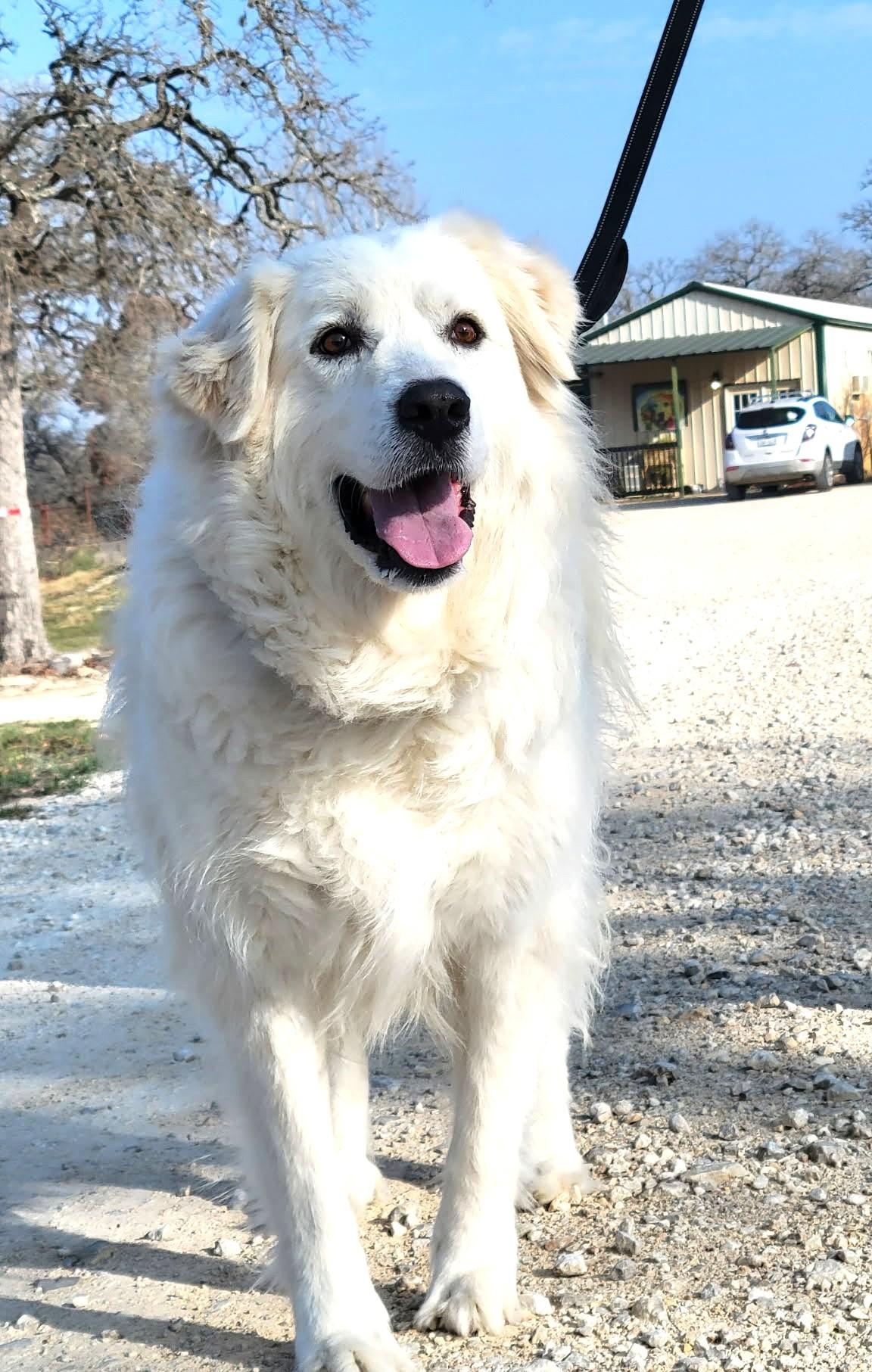 Enlarge Missy Millie SAT, a Adoptable Great Pyrenees in Quinlan, TX image 5/6
