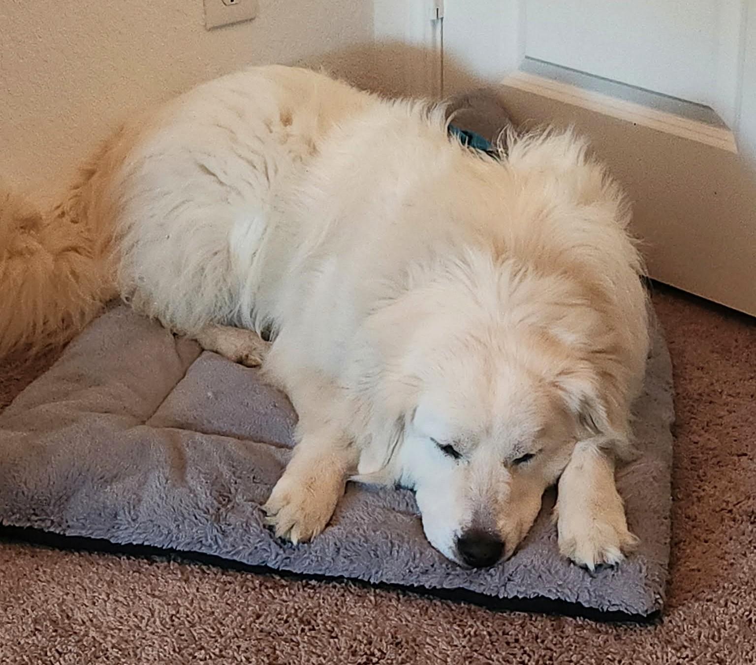 Enlarge Missy Millie SAT, a Adoptable Great Pyrenees in Quinlan, TX image 6/6