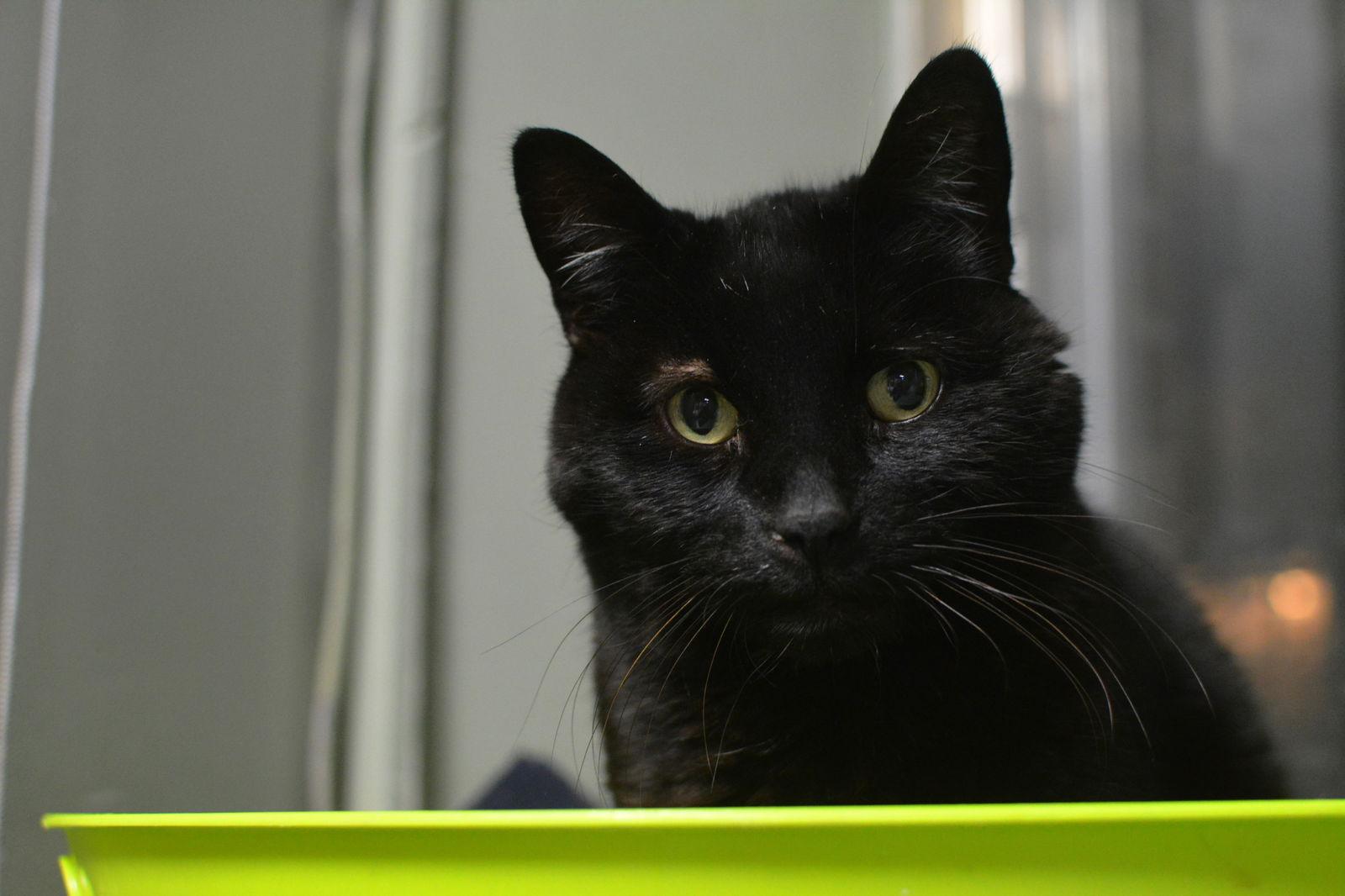 Gomez, a Adopted Domestic Short Hair in Montreal, QC image 1/3