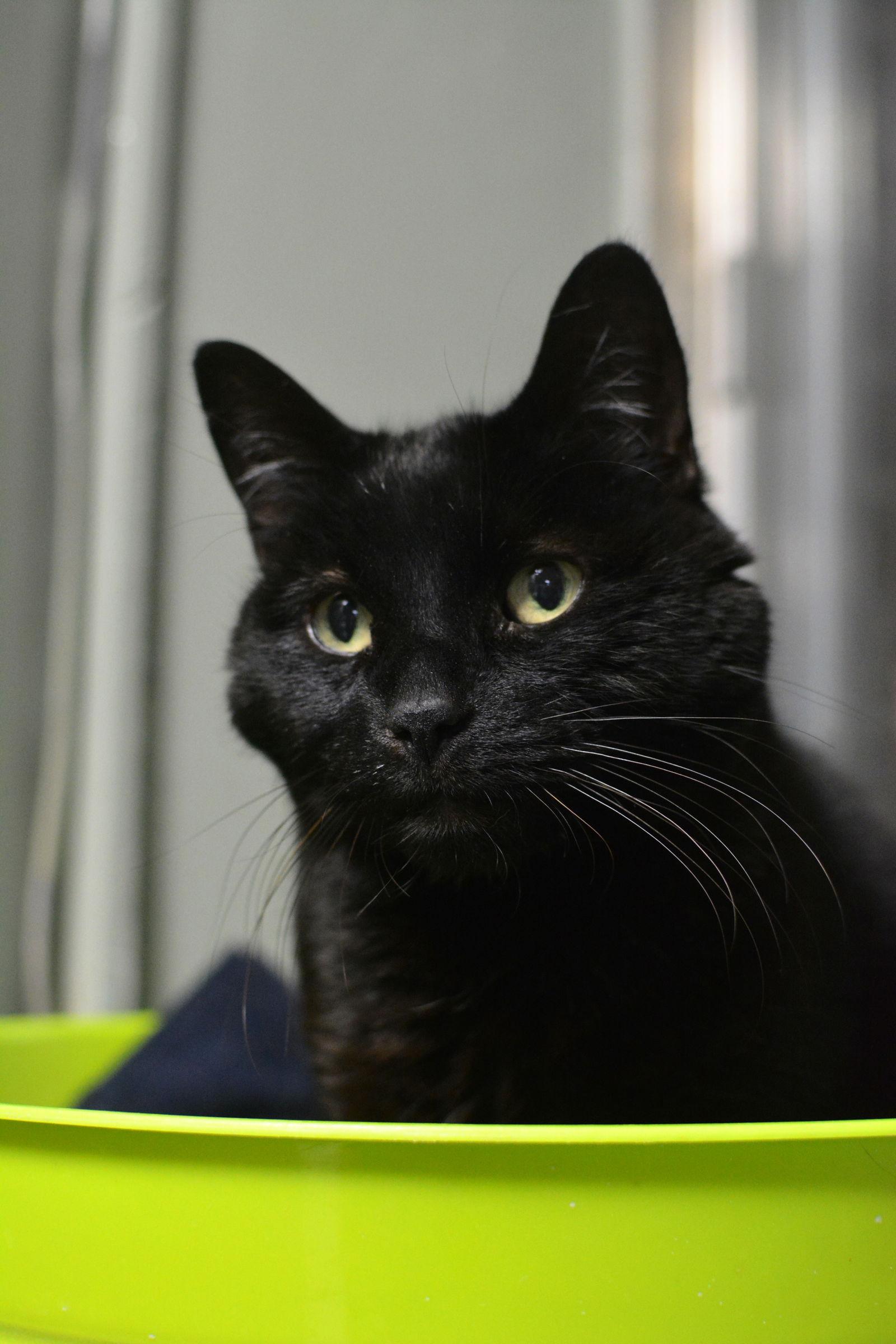 Gomez, a Adopted Domestic Short Hair in Montreal, QC image 2/3