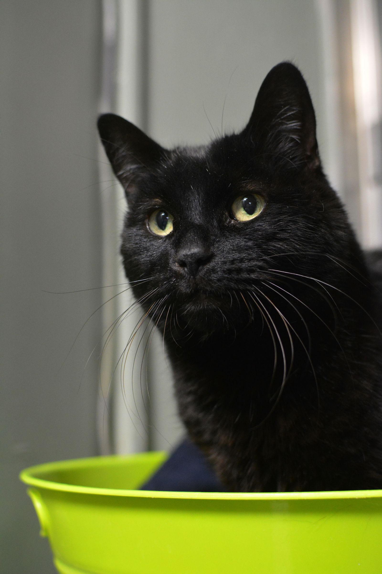 Gomez, a Adopted Domestic Short Hair in Montreal, QC image 3/3