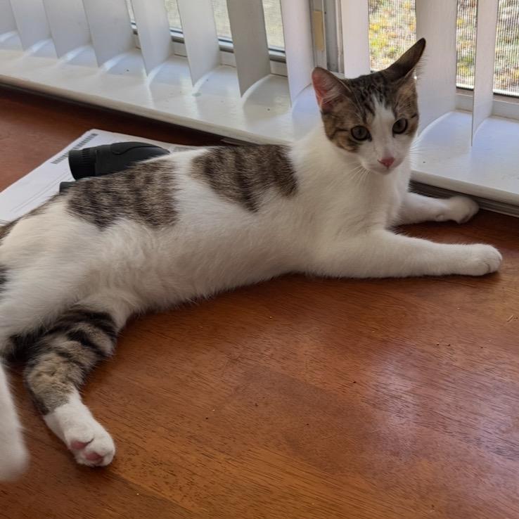 Max, a Adoptable Domestic Short Hair in Leander, TX image 1/4