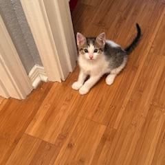 Max, a Adoptable Domestic Short Hair in Leander, TX image 2/4