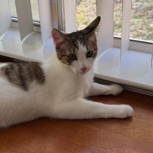 Max, a Adoptable Domestic Short Hair in Leander, TX image 4/4