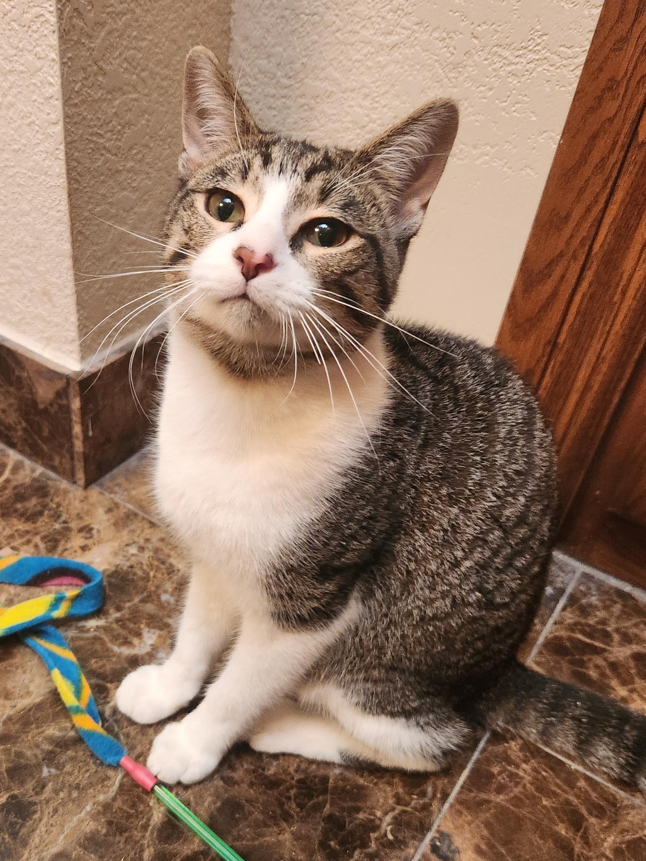 Shemp, a Adoptable Domestic Short Hair in Oklahoma City, OK image 1/5