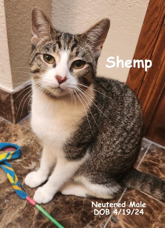 Shemp, a Adoptable Domestic Short Hair in Oklahoma City, OK image 2/5