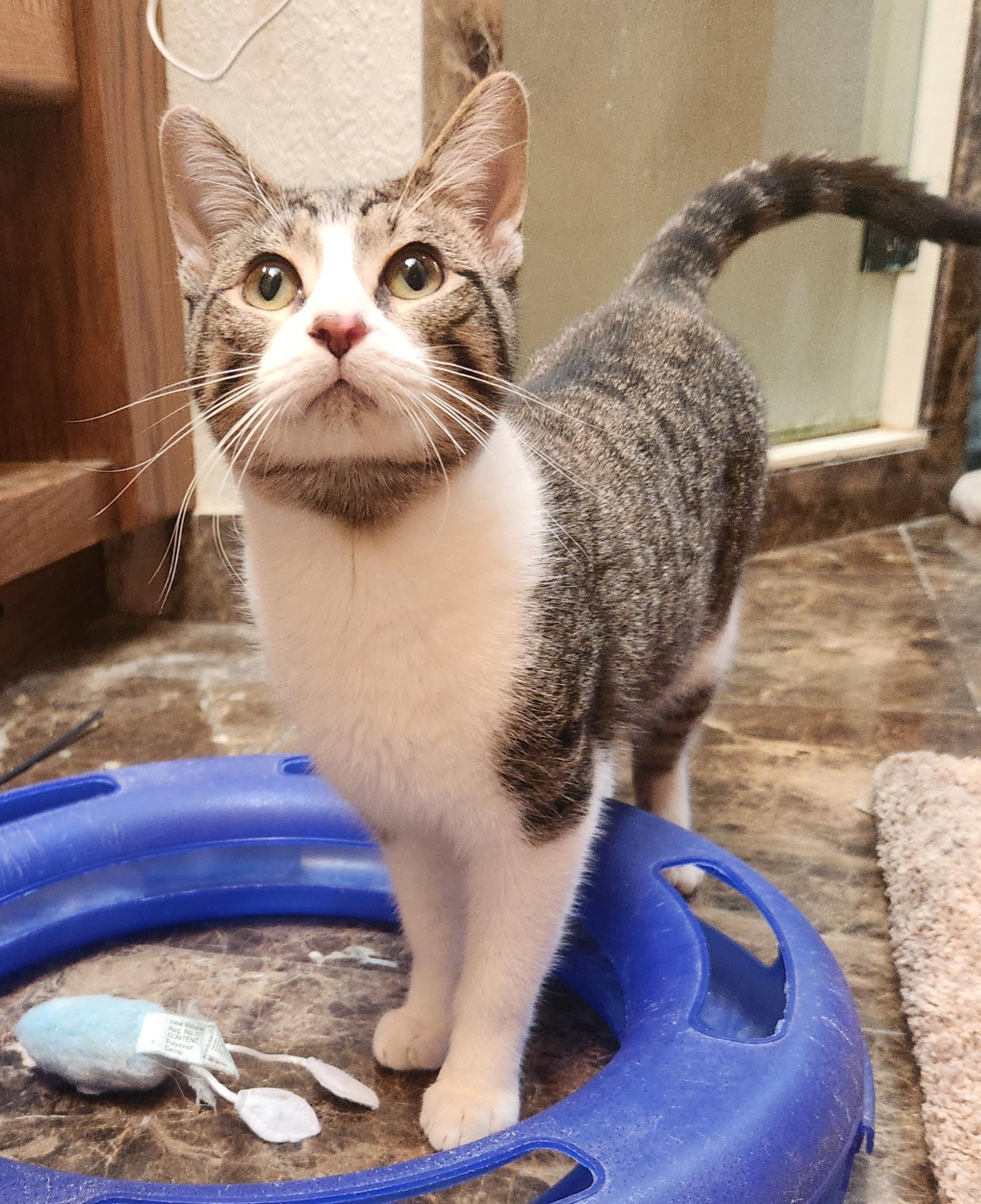 Shemp, a Adoptable Domestic Short Hair in Oklahoma City, OK image 3/5