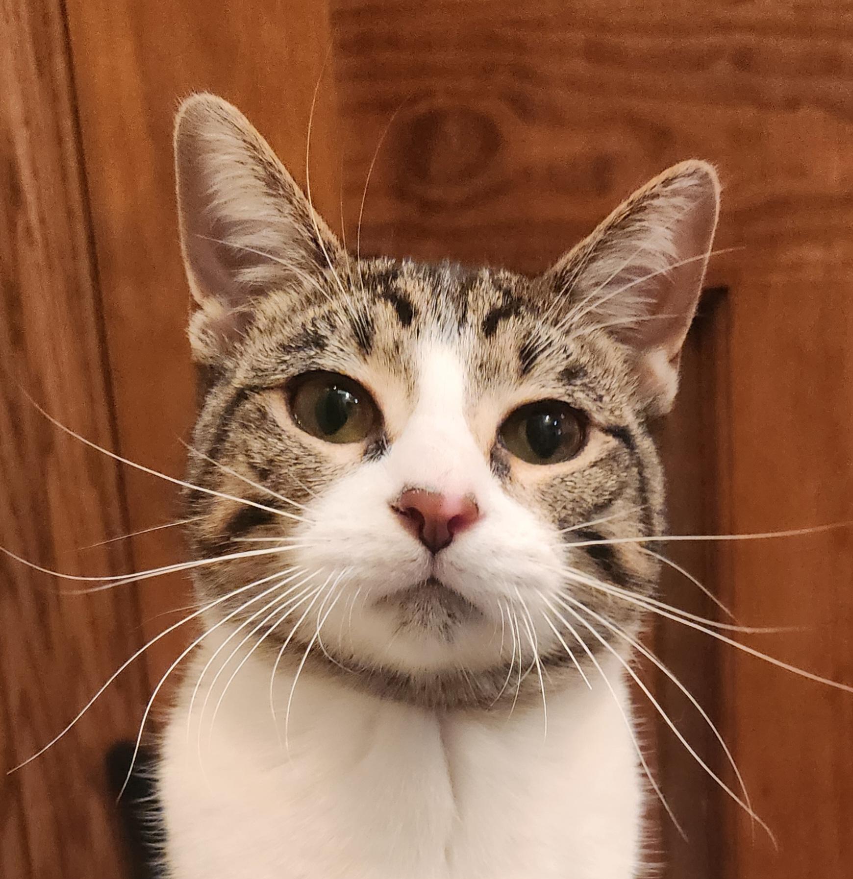 Shemp
