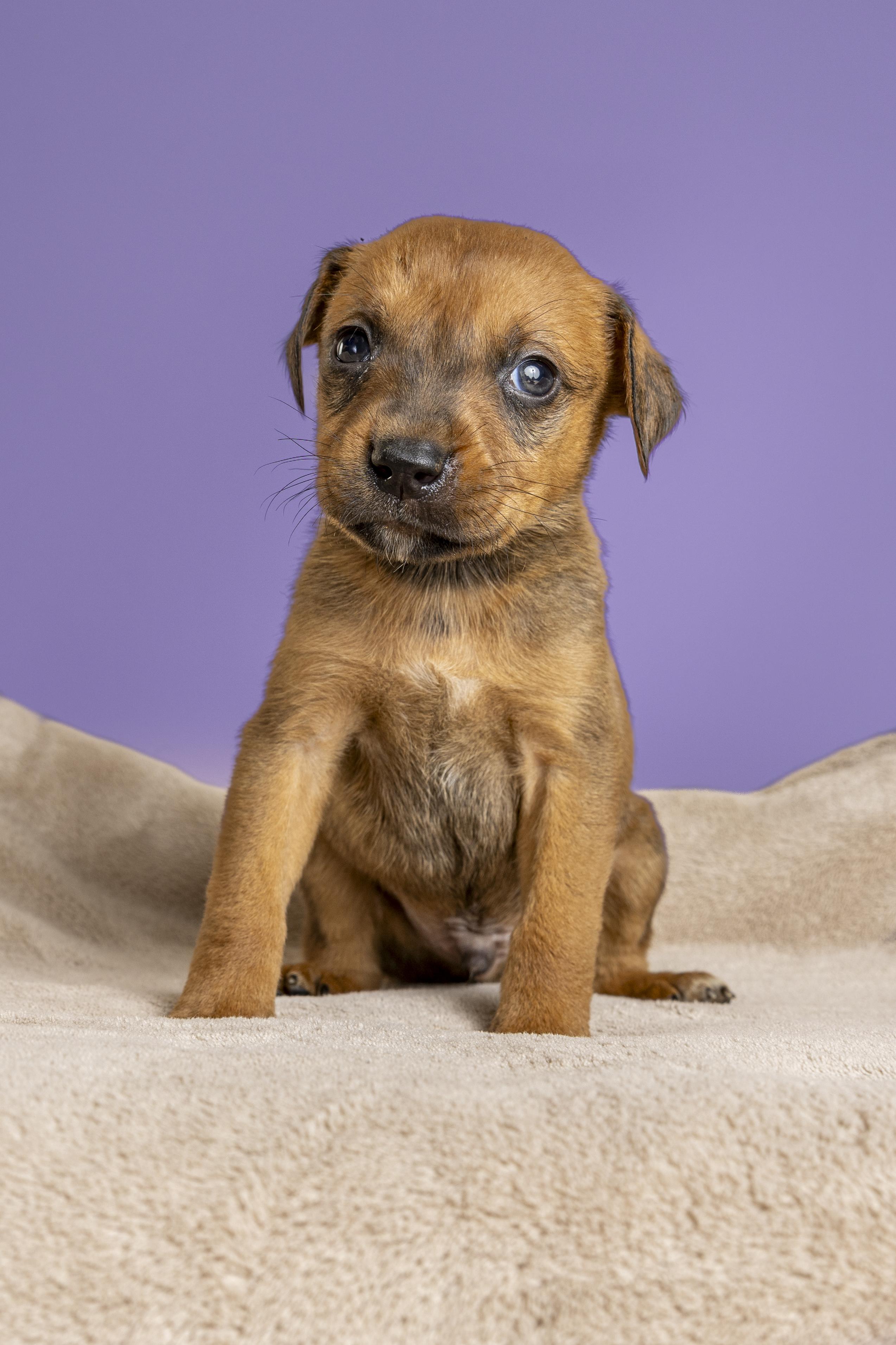 Gnocchi, a ADOPTABLE mixed breed in Simsbury, CT image 2/4