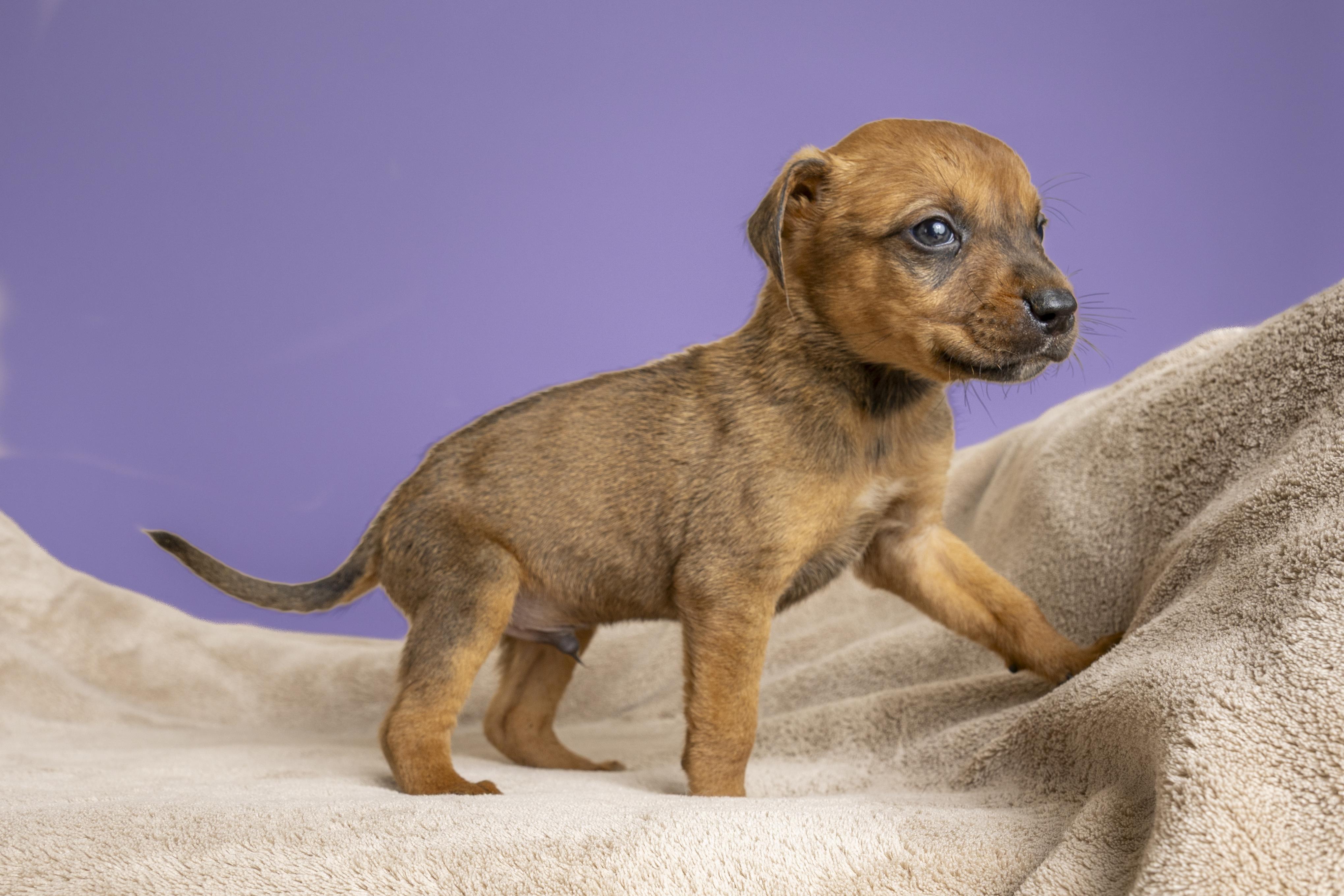 Gnocchi, a ADOPTABLE mixed breed in Simsbury, CT image 3/4