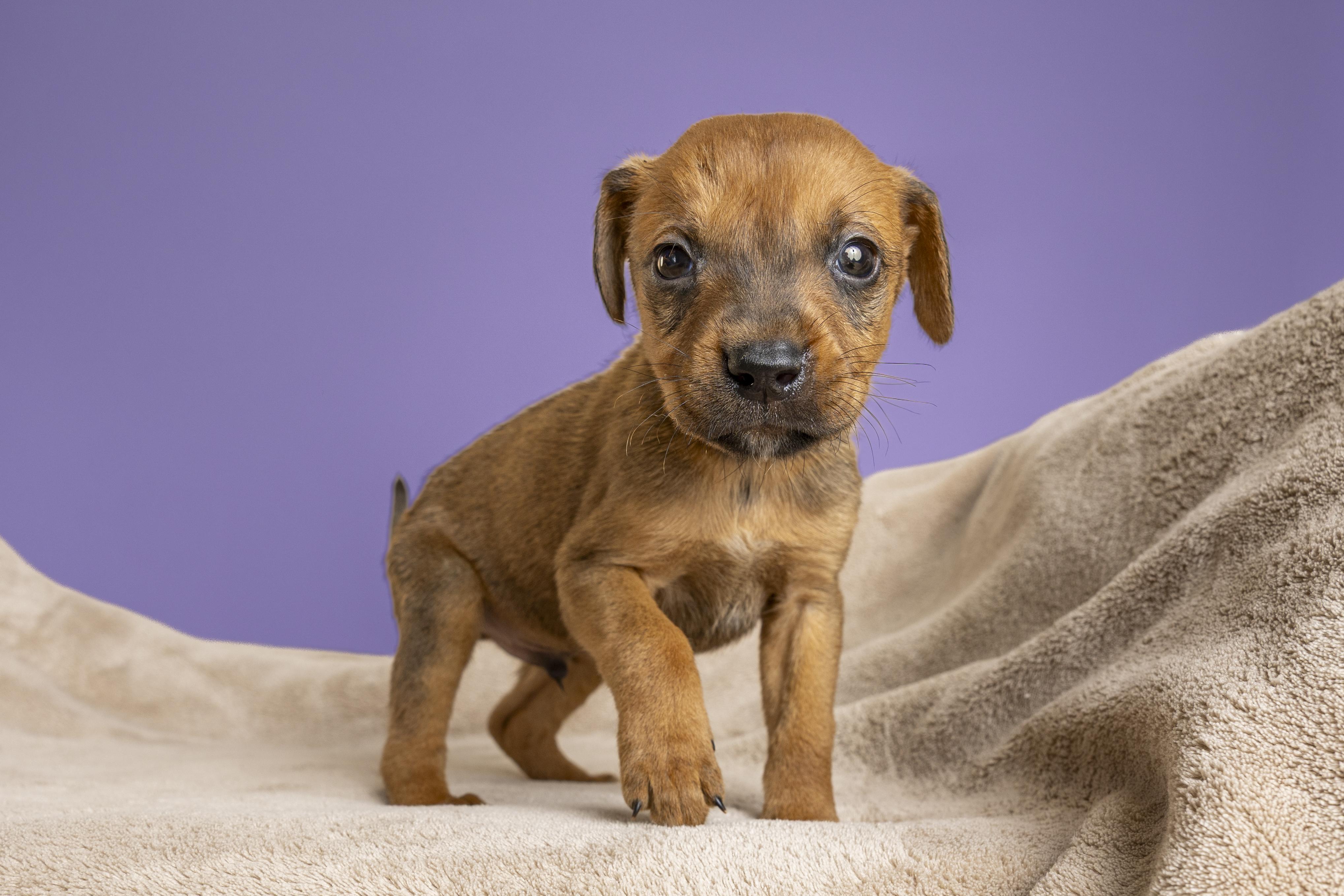 Gnocchi, a ADOPTABLE mixed breed in Simsbury, CT image 4/4