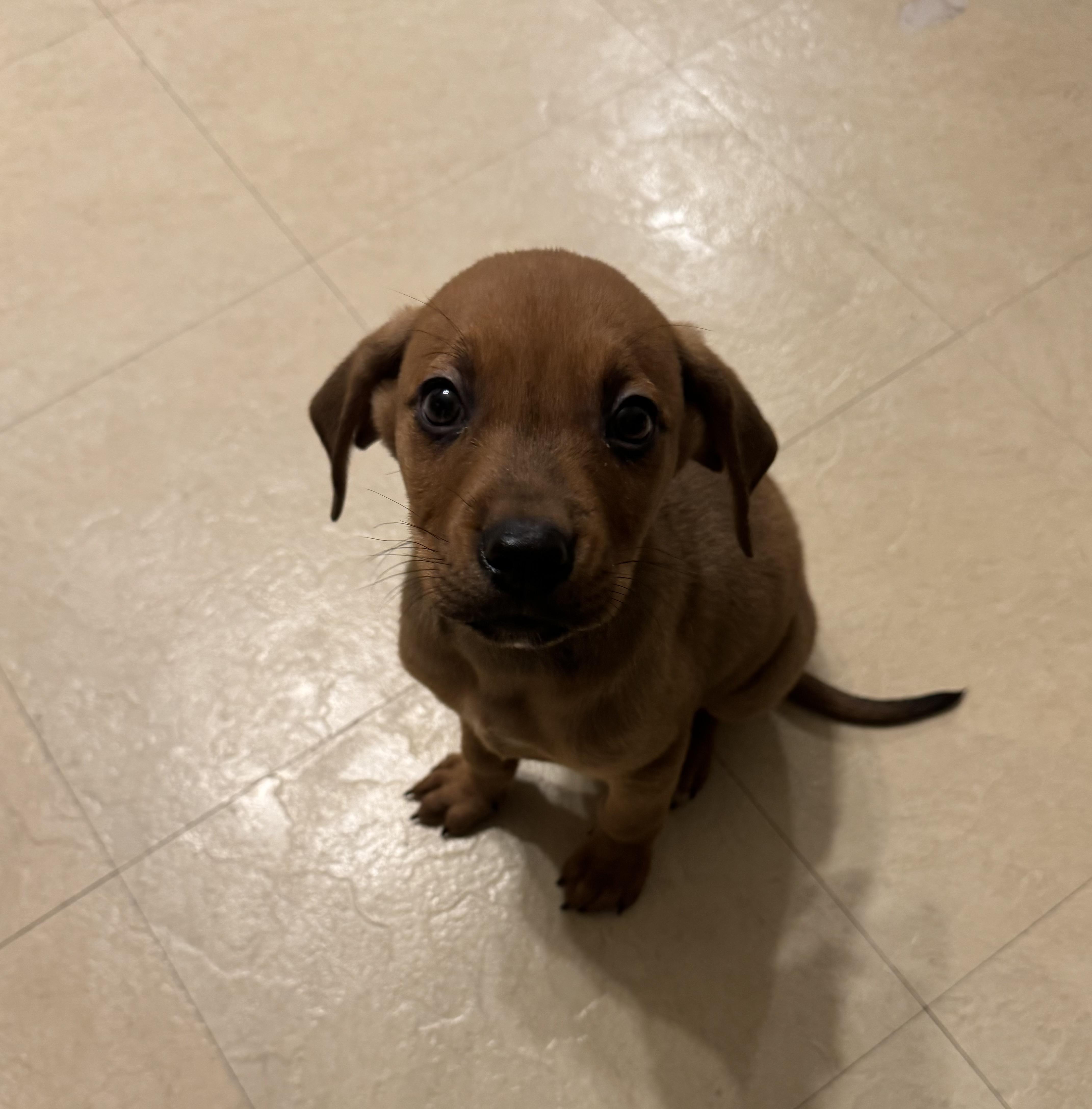 Gnocchi, ADOPTABLE, Puppy Male Labrador Retriever & Australian Cattle Dog / Blue Heeler.