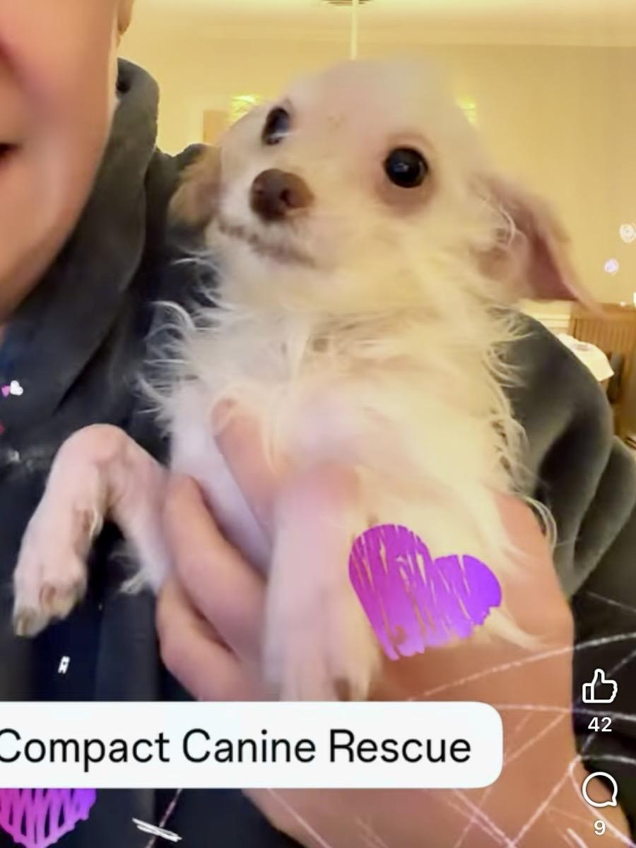 Davy Jones, Adoptable, Puppy Male Maltese.
