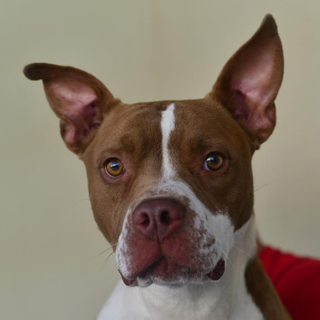 Enlarge Mango, a Adoptable mixed breed in Ottawa, KS image 1/2