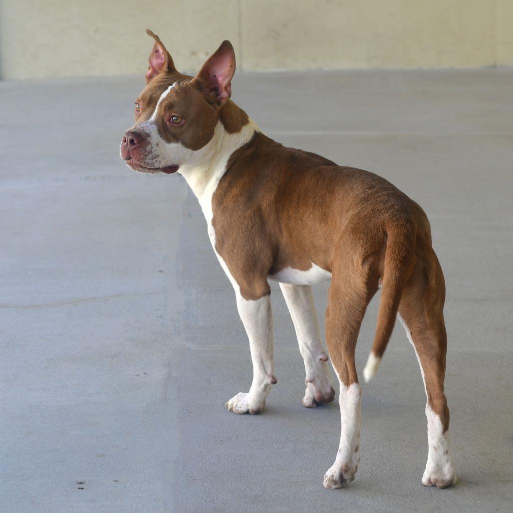 Enlarge Mango, a Adoptable mixed breed in Ottawa, KS image 2/2