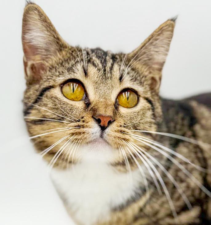 Sage is a baby smush! Sooo sweet! VIDEO!!, a Adoptable mixed breed in Bedford Hills, NY image 4/6