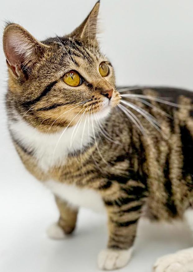 Sage is a baby smush! Sooo sweet! VIDEO!!, a Adoptable mixed breed in Bedford Hills, NY image 5/6