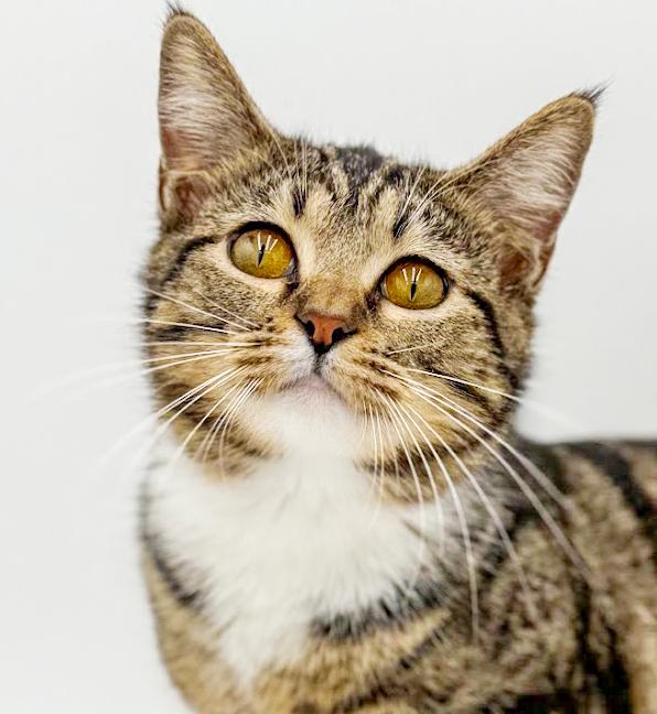 Sage is a baby smush! Sooo sweet! VIDEO!!, a Adoptable mixed breed in Bedford Hills, NY image 1/6