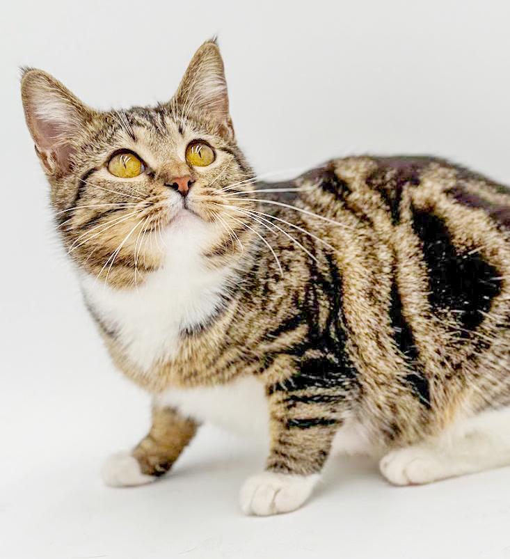 Sage is a baby smush! Sooo sweet! VIDEO!!, a Adoptable mixed breed in Bedford Hills, NY image 6/6