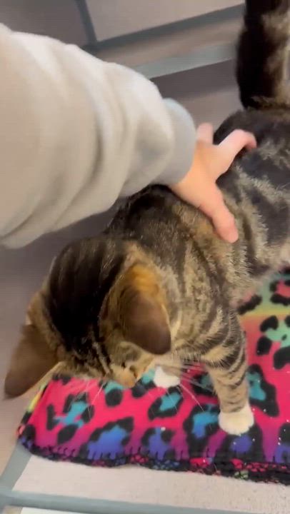 Enlarge Sage is a baby smush!   Sooo sweet!  VIDEO!!, a Adoptable mixed breed in Bedford Hills, NY video 3/6