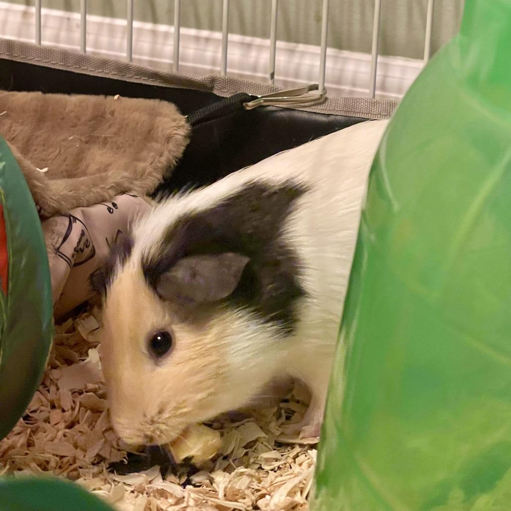 Enlarge Macha - Home to Home, a Adoptable Guinea Pig in South Elgin, IL image 1/1