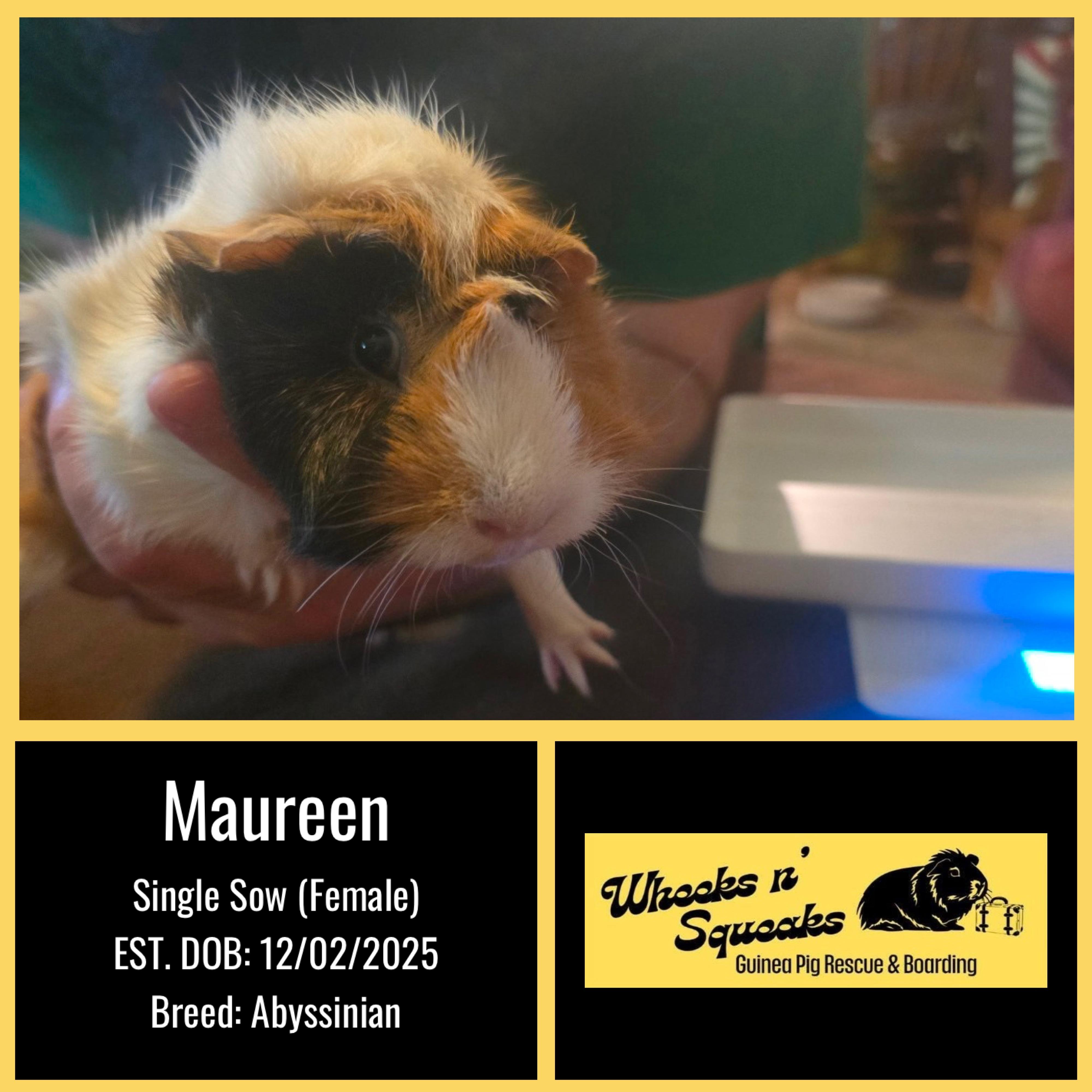 Maureen, a ADOPTABLE Abyssinian in Phoenix, AZ image 1/2