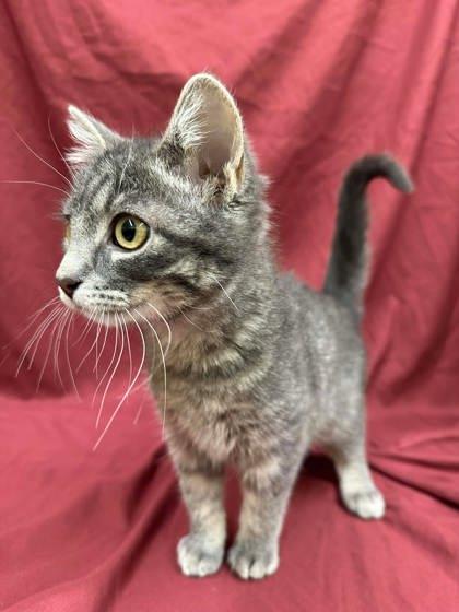 Paper, Adoptable, Kitten Female Domestic Short Hair & Domestic Short Hair.