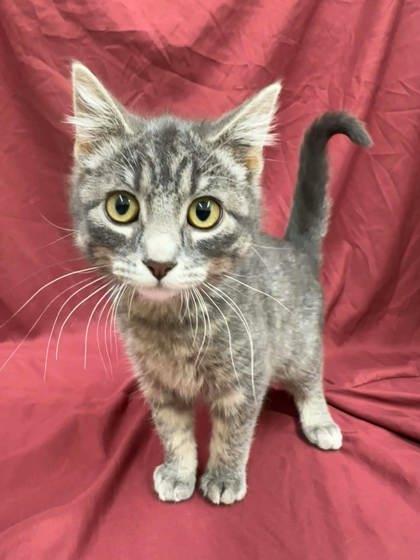 Enlarge Paper, a Adoptable mixed breed in McCook, NE image 2/3