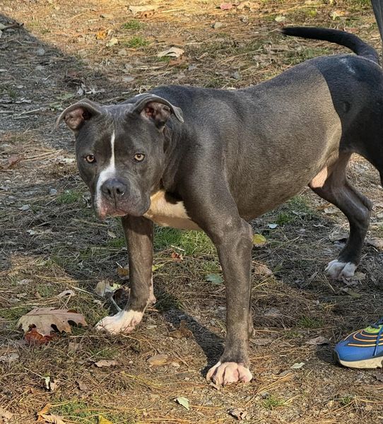 Walt, a Adoptable mixed breed in Vassalboro, ME image 2/3