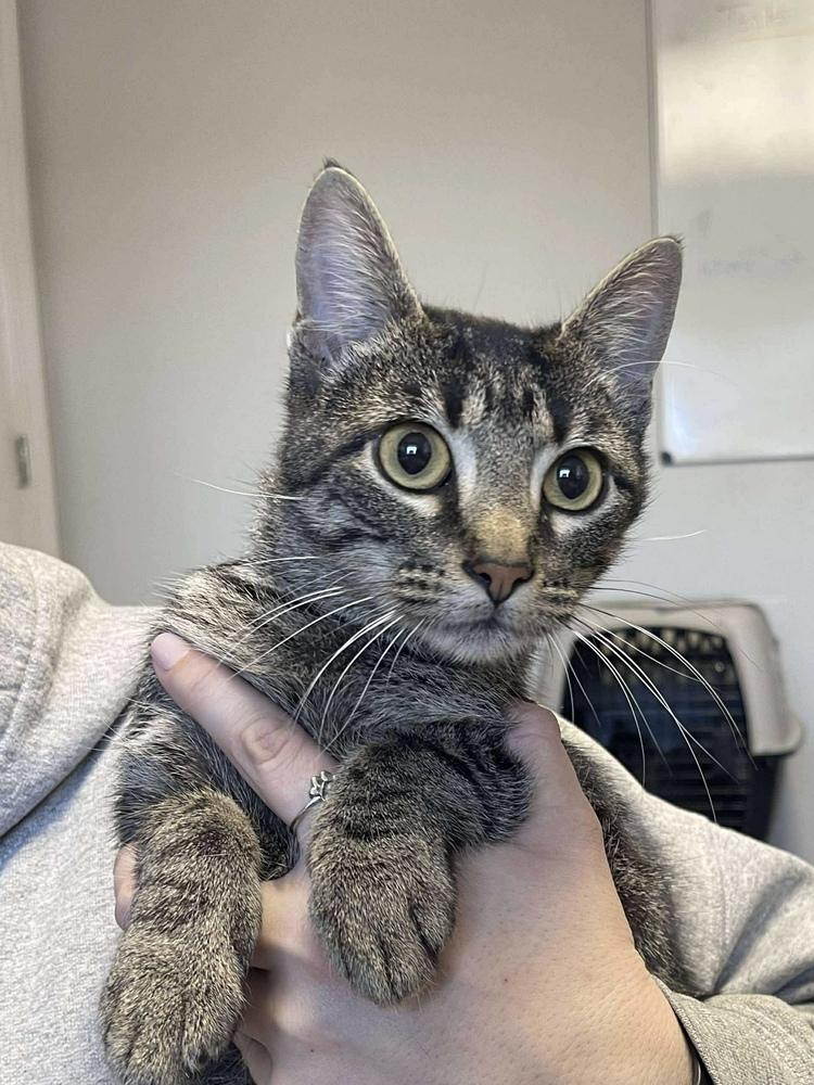 Enlarge Mobile, a Adoptable mixed breed in Bolivar, MO image 1/1