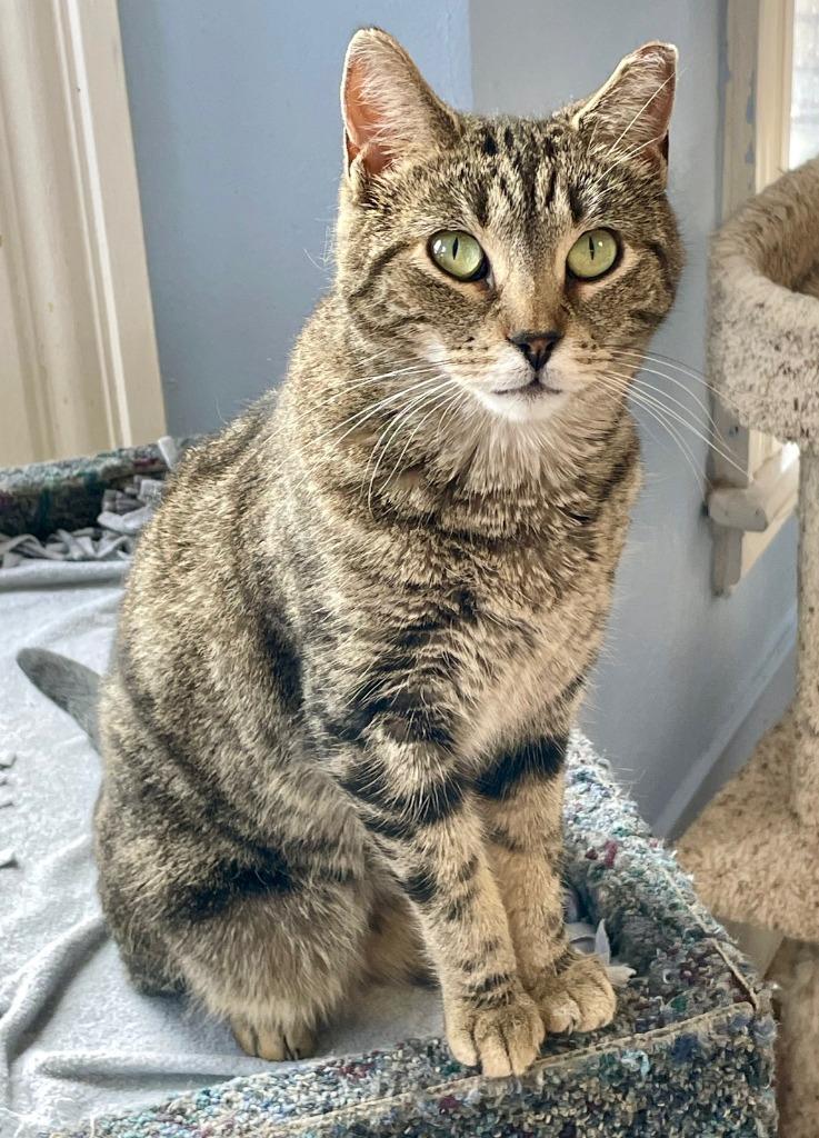 Tig, Adoptable, Adult Female Domestic Short Hair.