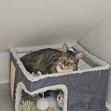 Enlarge Mia, a Adoptable Tabby in Miami, FL image 4/5