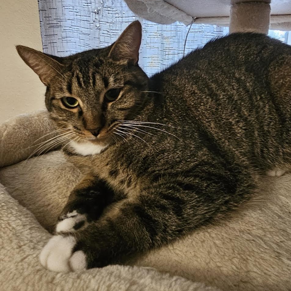 Enlarge Mia, a Adoptable Tabby in Miami, FL image 2/5