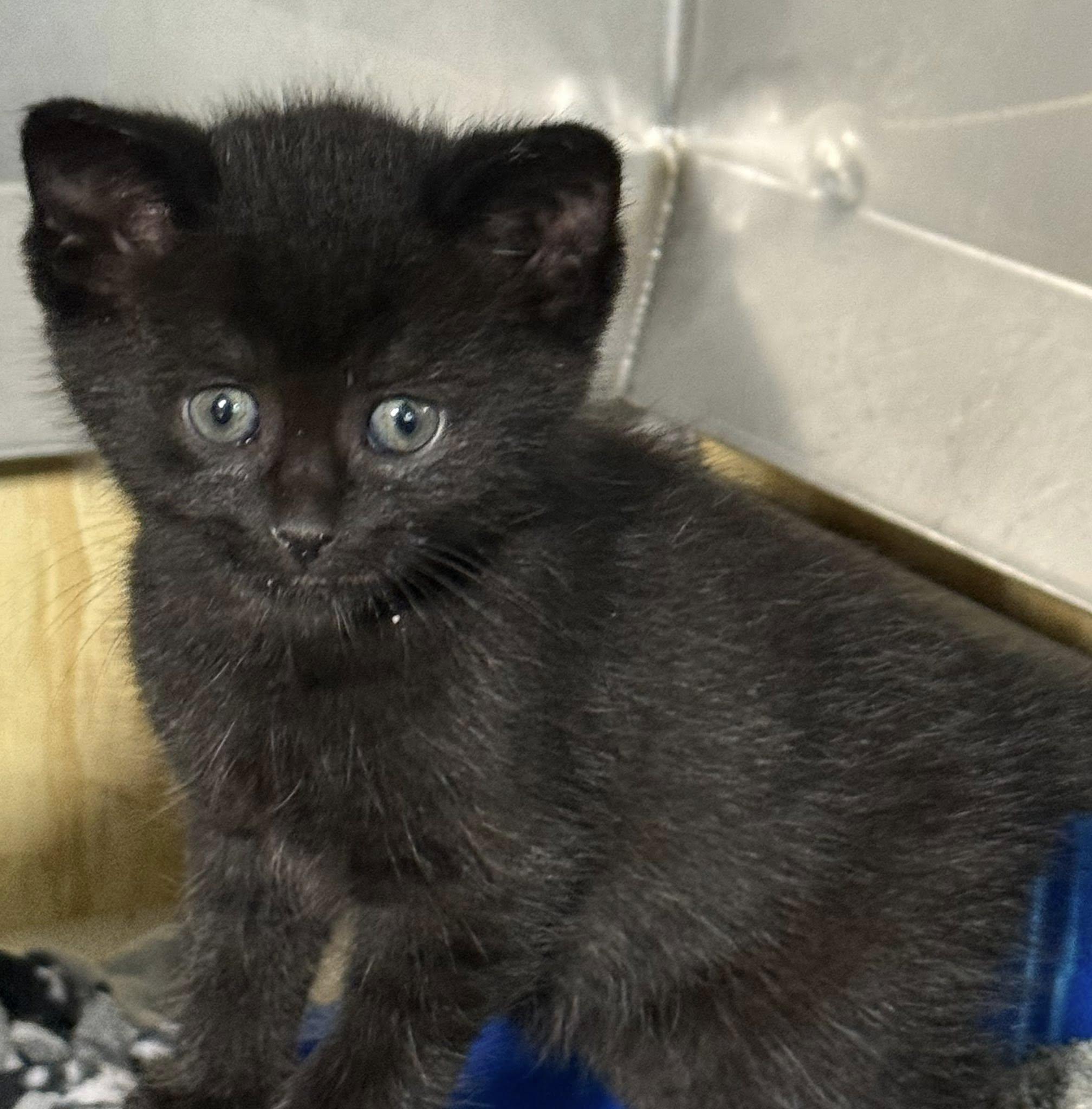 YOGI, an adoptable Domestic Short Hair in Gresham, WI, 54128 | Photo Image 1