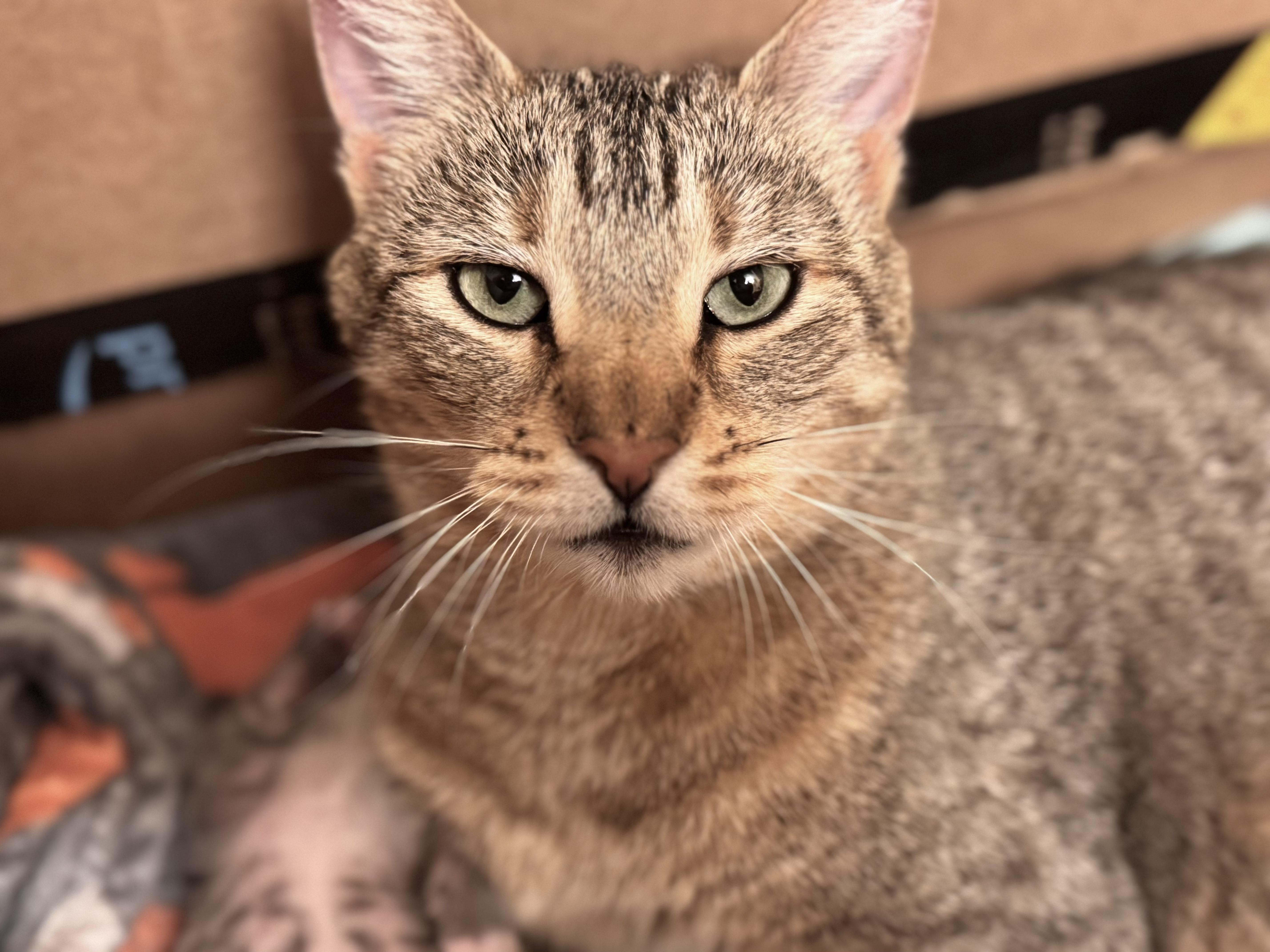 Brie, Adult Female unknown
