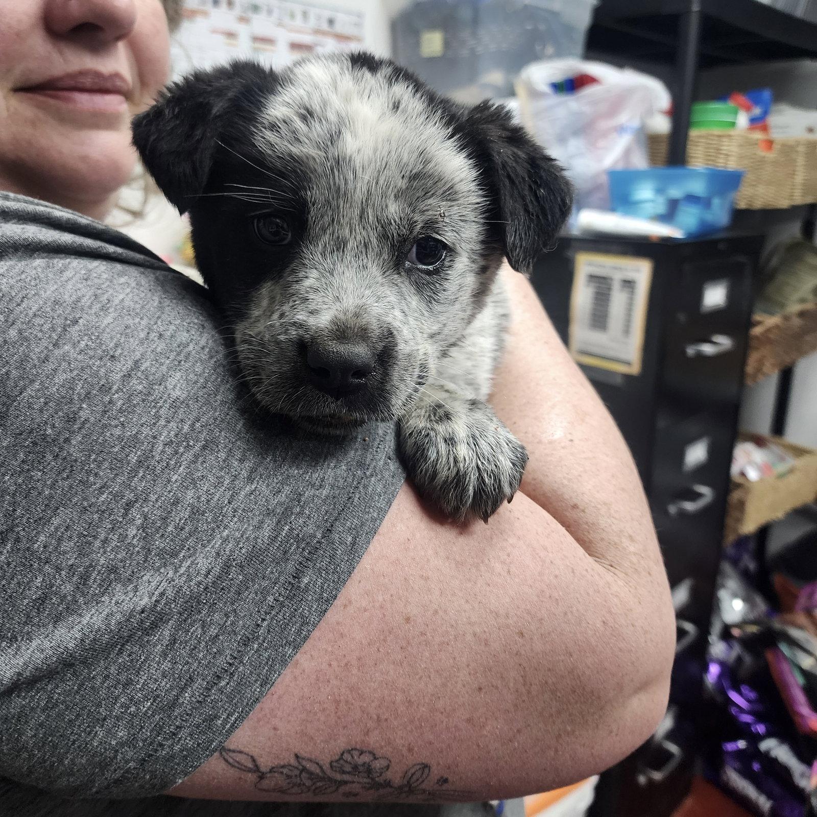 Funnel Cake, Adoptable, Young Female Cattle Dog.