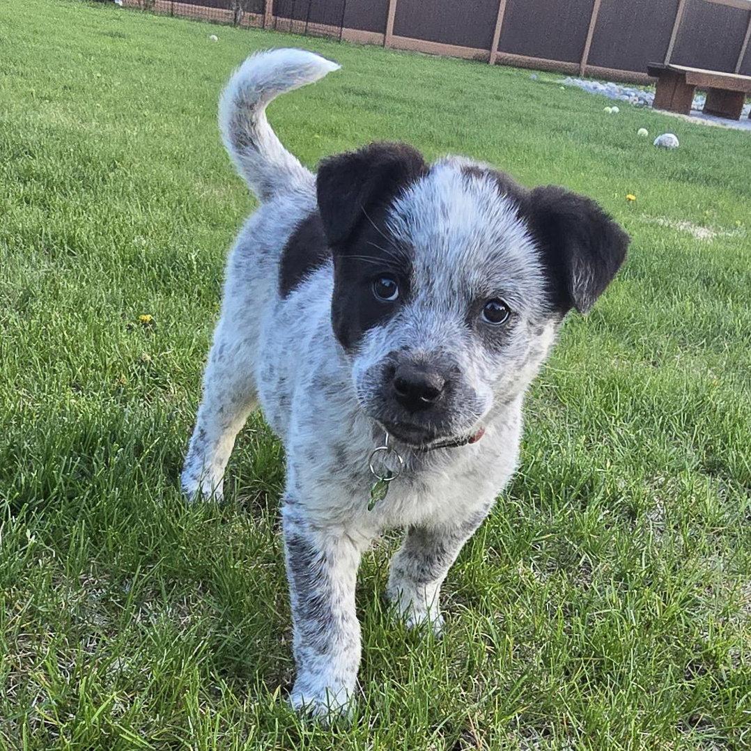 Funnel Cake, a Adoptable Cattle Dog in Fargo, ND image 2/2