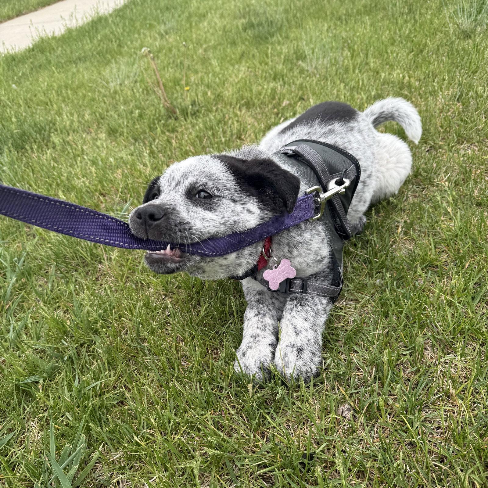 Funnel Cake, Adoptable, Young Female Cattle Dog.