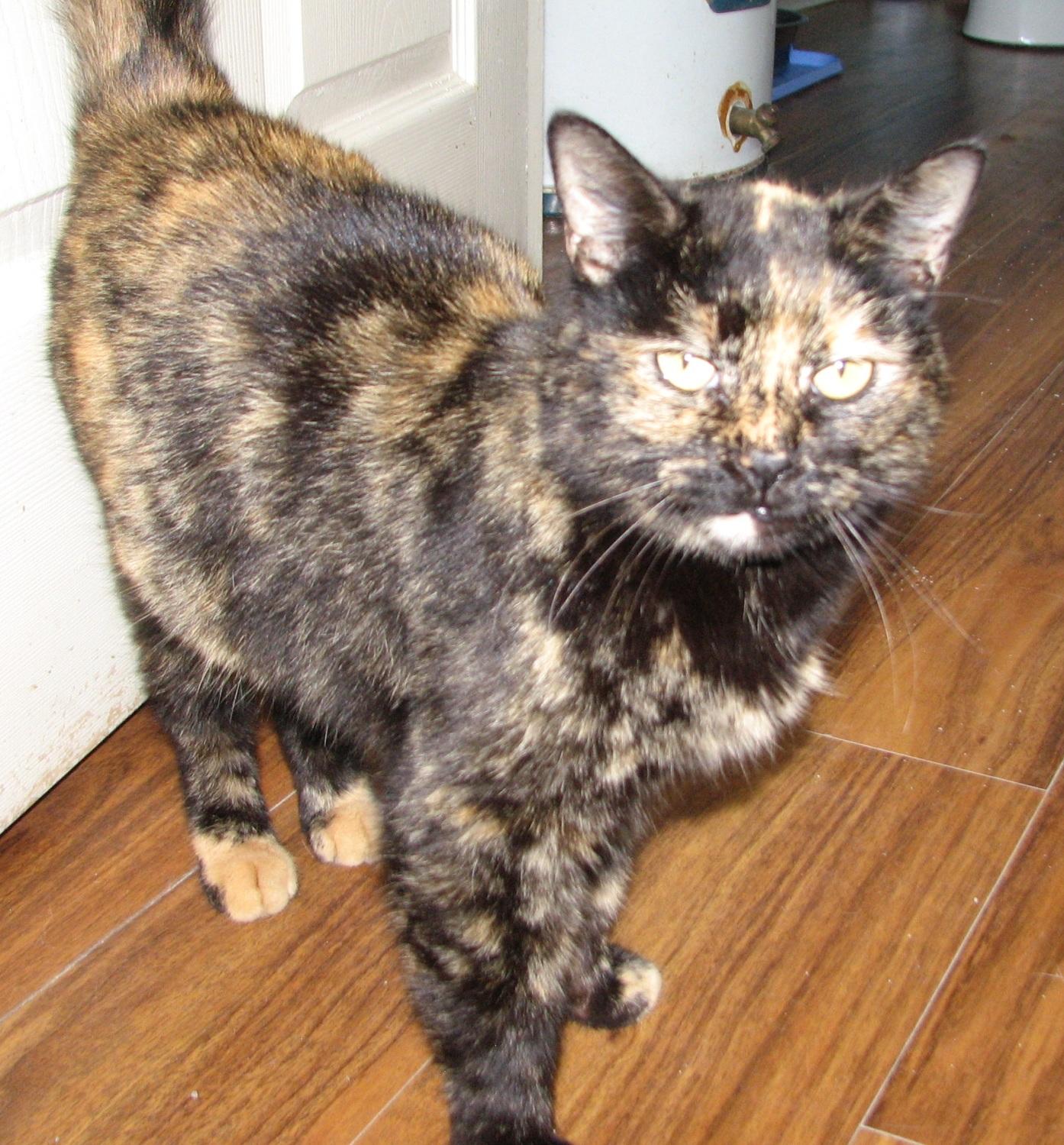 5478 Liberty, an adopted Tortoiseshell in Lawrenceburg, KY image 5/6
